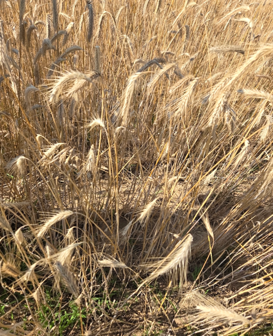 Diminished cereal rye before harvest.png